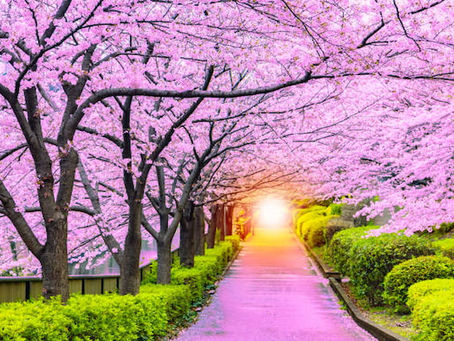 Family-Friendly Japan Cherry Blossom Tour