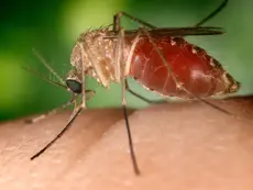 Rio De Janeiro Registra Primeiro Caso De Febre Oropouche