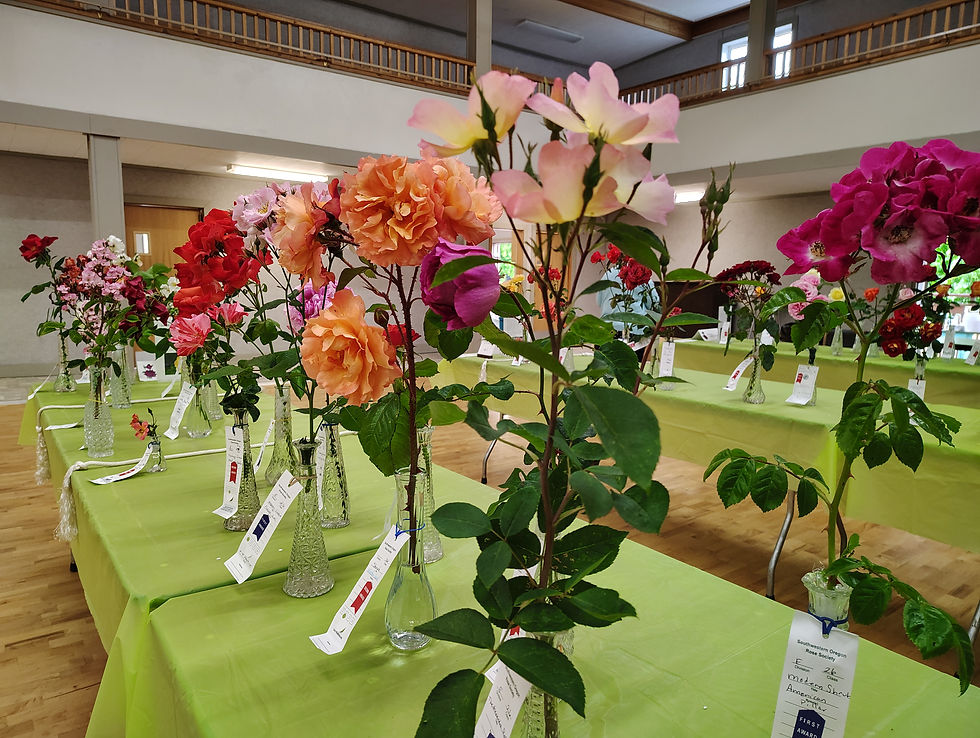 IMG_20250621_120411866_HDR (1).jpg