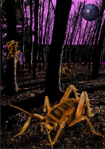 Weta Woods Snip.JPG