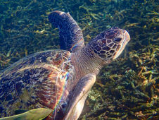 A Green Sea turtle swims in Shark Bay at Koh Tao Thailand