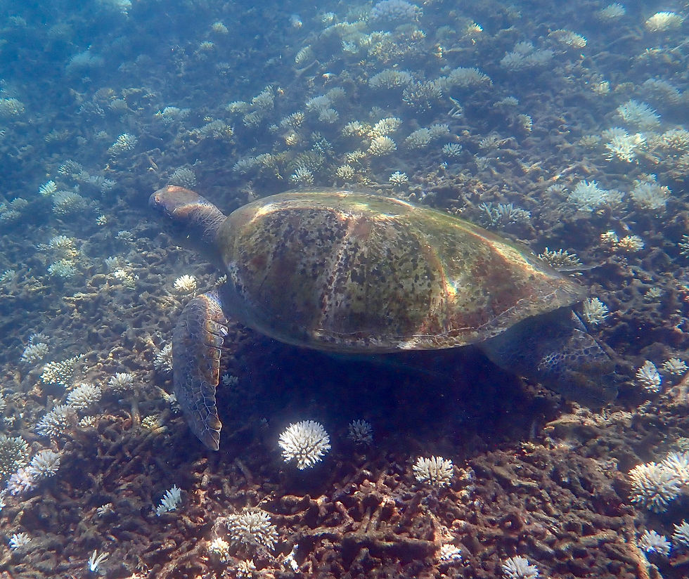 a large green sea turtle in shark bay koh tao Thailand with coral