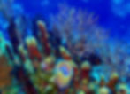 colorful coral reef in Cozumel Mexico