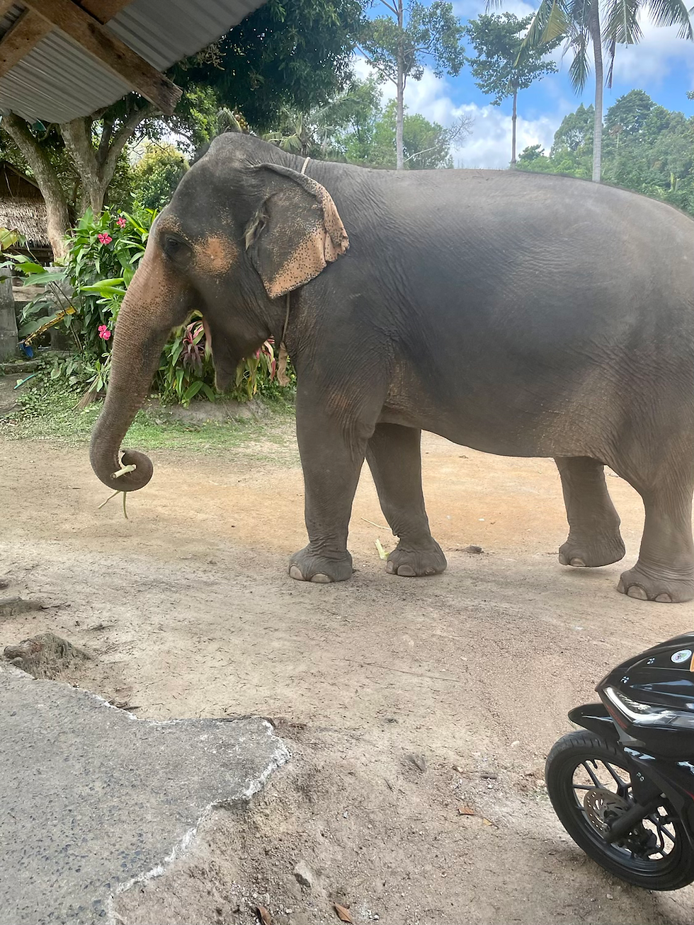 elephant in Thailand