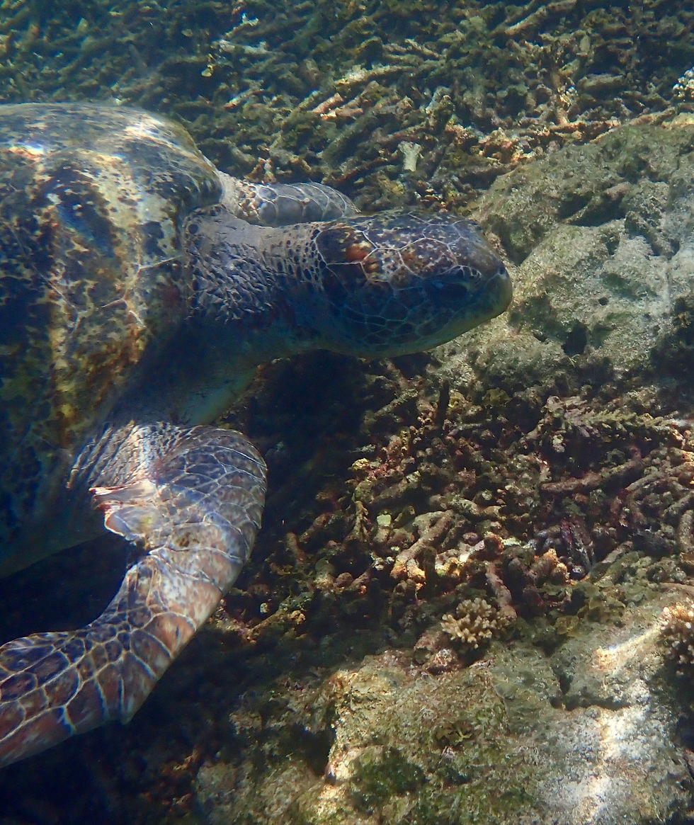 an injured green sea turtle named Yorite in Koh Tao Thailand