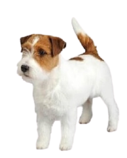 Jack 2 no background(1).png