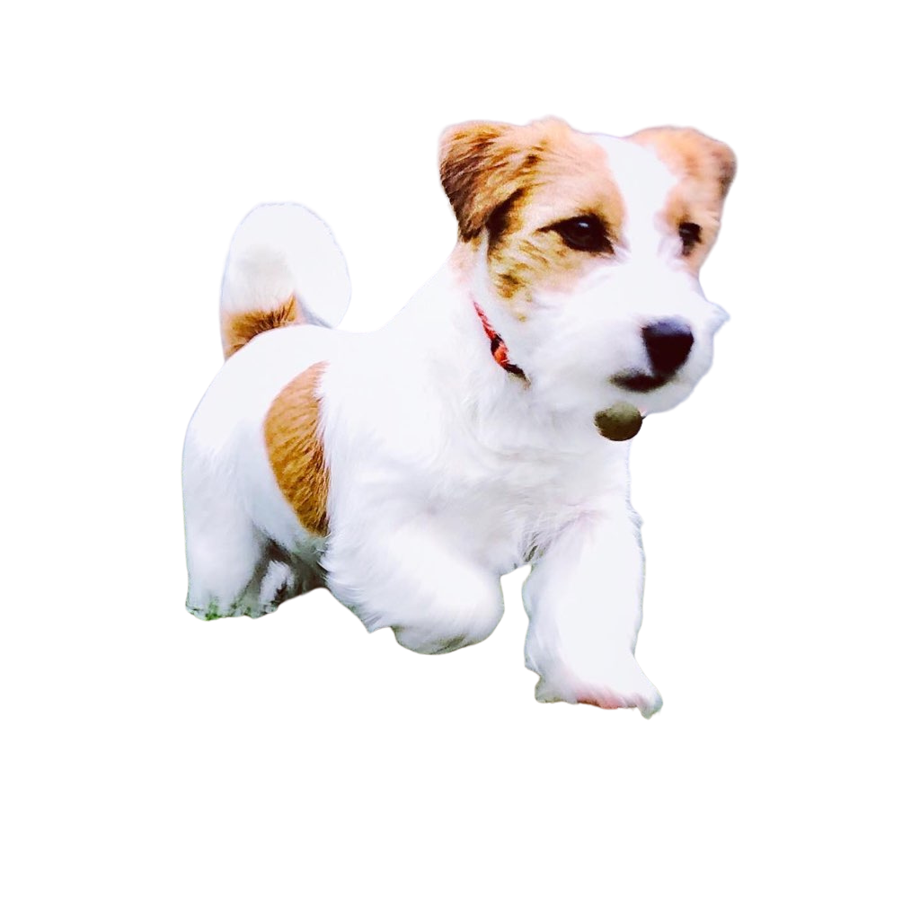 Max No BG(2).png