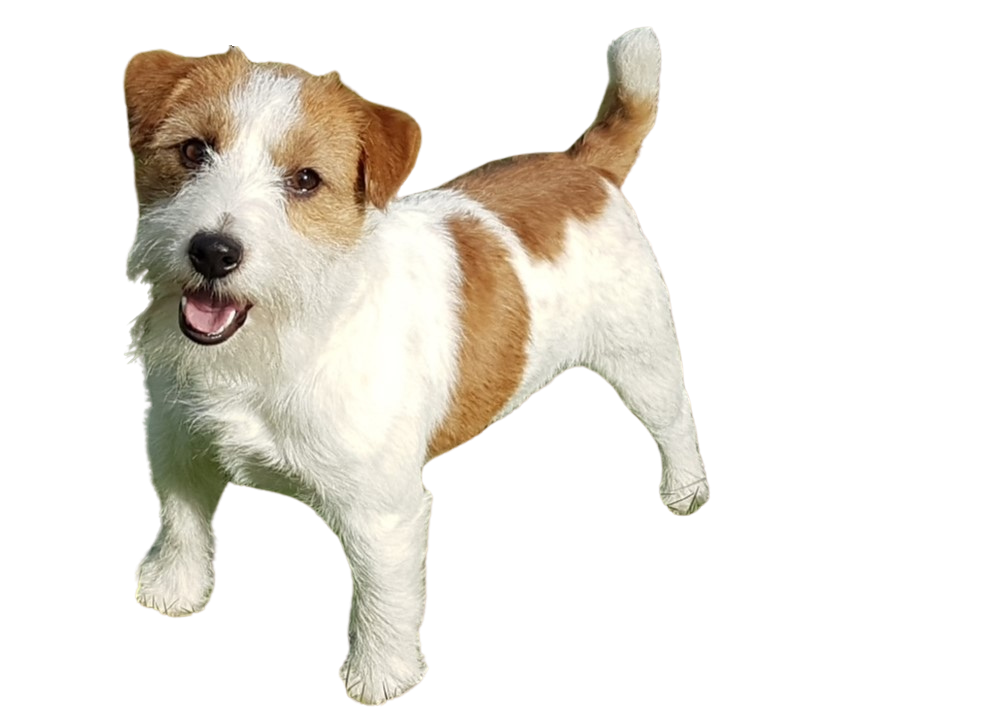 Baz no background(1).png