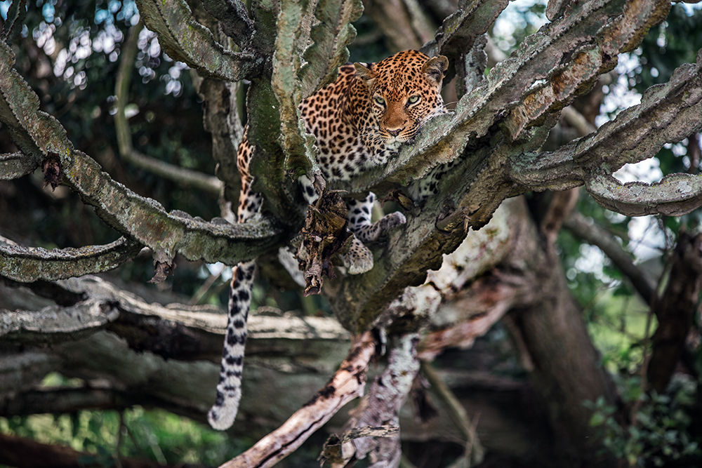 Leopard