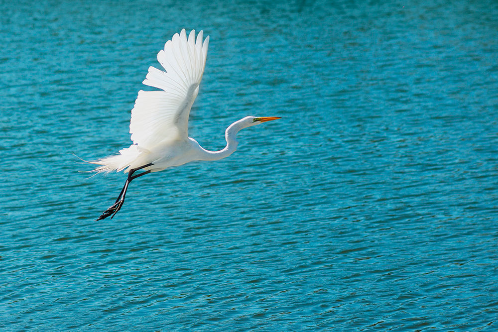 Heron