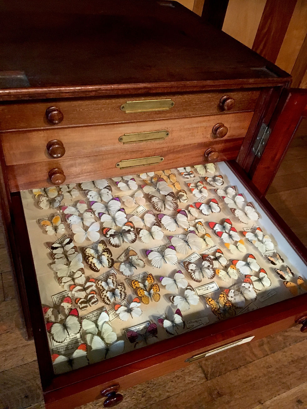 Thumbnail: Victorian Mahogany Entomology Butterfly Cabinet