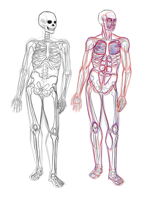 anatomia.png