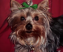 small dog