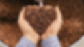 Frische Kaffeebohnen in der Hand