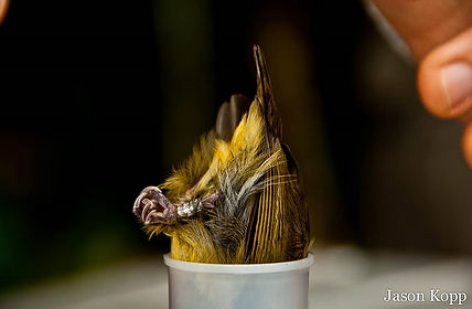 Band-tailed Manakin being weighed during Fauna Forever bird research activities