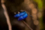 Bluewing dragonfly (Juan Carlos Huayllap