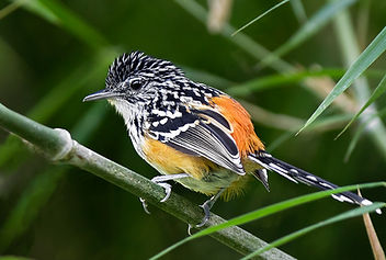 Striated Antbird seen during a Fauna Forever bird survey