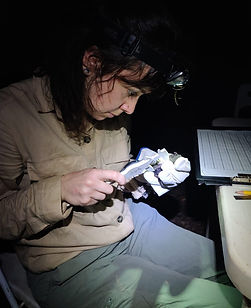 Fauna Forever bat research intern measuring a bat during a Fauna Forever neotropical bat survey