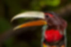 Birds - Ivory-Billed Aracari (Tom Ambros
