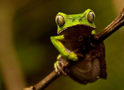 A Giant Monkey Frog (Phyllomedusa bicolor) found during Fauna Forever amphibian surveys