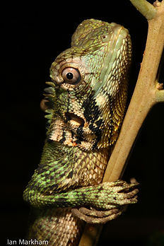Herps - Lizard (an Markham).jpg
