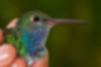 Birds - Sapphire-Spangled Emerald (Tom A