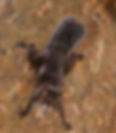 Squirrel, Bolivian