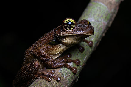 A Slender-legged Tree Frog (Osteocephalus taurinus) found during Fauna Forever amphibian surveys