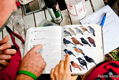 Bird research interns using a field guide to identify birds during Fauna Forever bird research activities