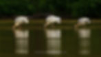 Birds - American woodstorks (Tom Ambrose