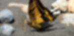 Butterfly yellow (Chris Kirkby) small ST
