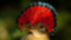 Birds - Royal Flycatcher (Tom Ambrose)
