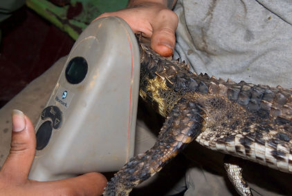 Caiman PIT tag 2 (Sijn de Jong).jpg