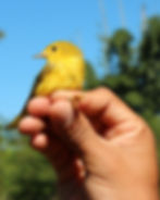Yellow Warbler, AFF House, 31 Mar 2012 (