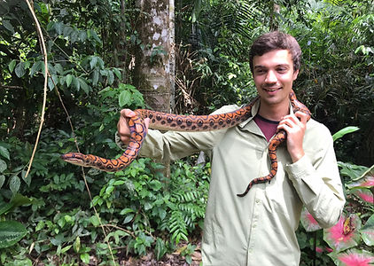 A Fauna Forever intern holding a Rainbow Boa (Epicrates cenchria) found during a Fauna Forever snake survey