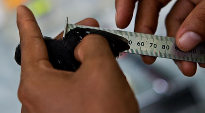 A antwren having its wing measured by a bird research intern during Fauna Forever bird research activities