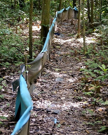 Pitfall traps used during Fauna Forever herpetological surveys