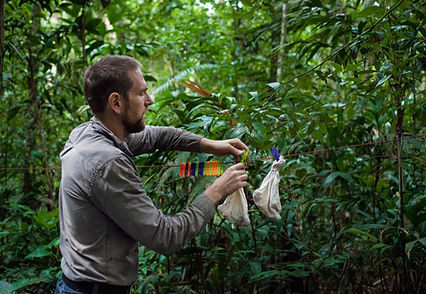 Birds waiting to be banded during Fauna Forever bird research activities