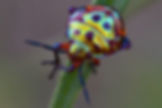 Insect - Beetle (Tom Ambrose)