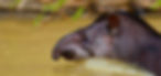 Mammals - Tapir (Tom Ambrose) 2