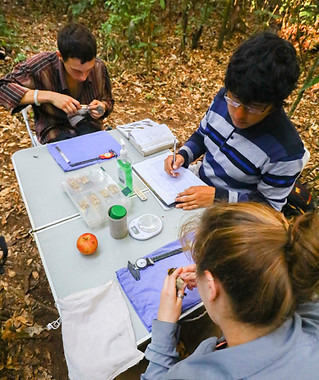 Fauna Forever bird research interns being taught bird banding