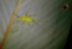 Insect - Cricket small (Chris Kirkby)