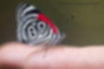 89 Butterfly (Gordon Dimmig)