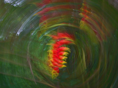 Thoughts on Tropical Rainforest Ecology and Conservation (by Zinan Cheng, volunteer)