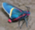 Skipper1 (Eugenio Sola)
