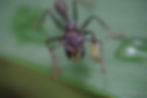 Bullet ant (Chris Kirkby)