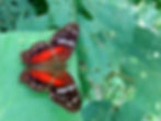 4 Butterfly (small)