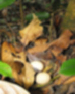 Tinamou eggs (Naun Amable)