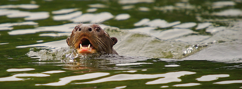 Mammals - Giant otter (Juan Carlos Huayl