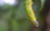 Caterpillar preparing to pupate